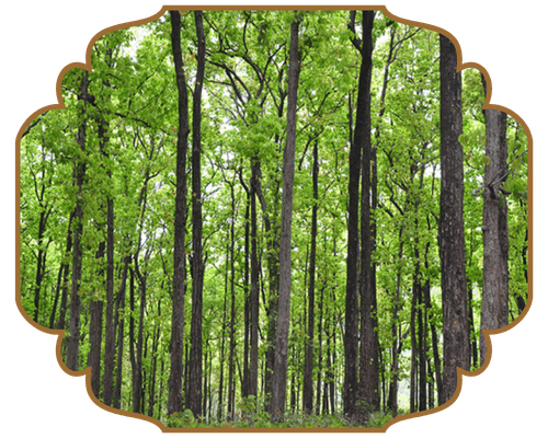 sal forests