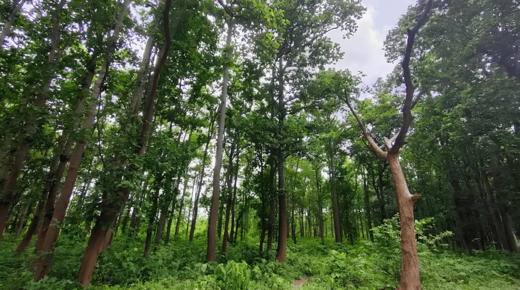 joypur sal forest